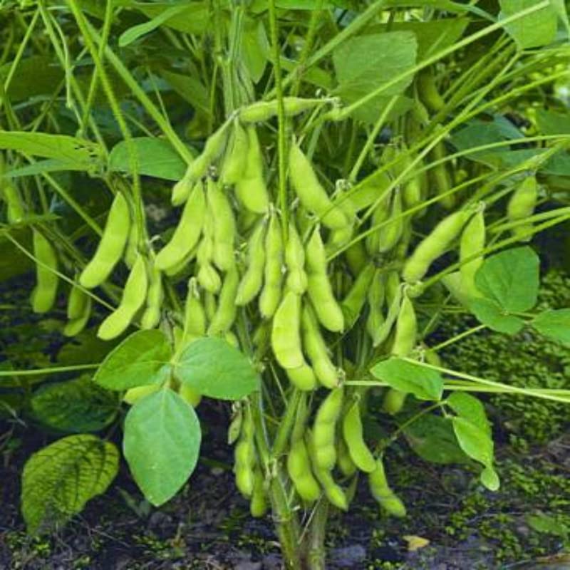 Soybean Seeds - Protein Rich
